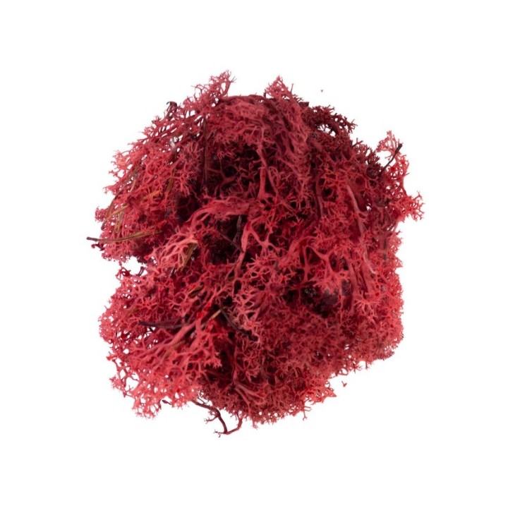 Mousse lichen rouge 50 g
