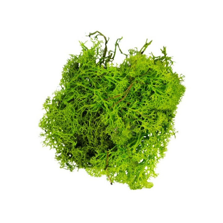 Mousse lichen vet clair 50 g