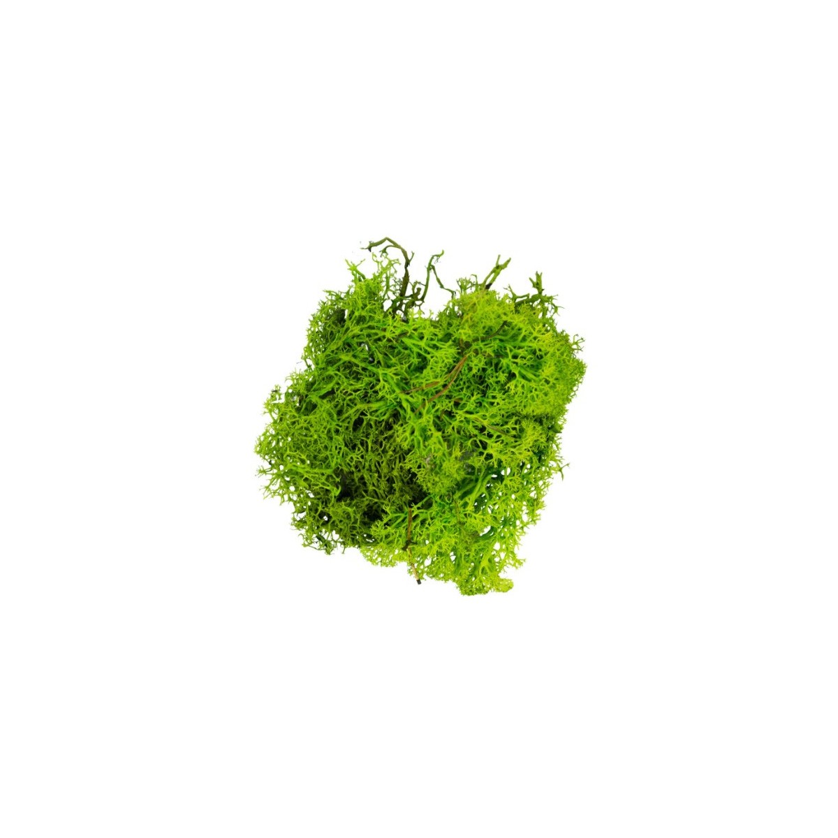 Mousse lichen vert clair 50 g