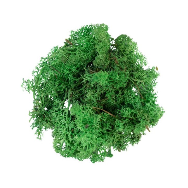 Mousse lichen vert vif 50 g