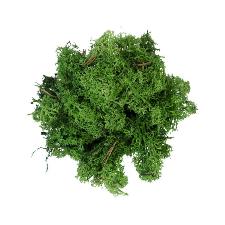 Mousse lichen vert foncé 50 g