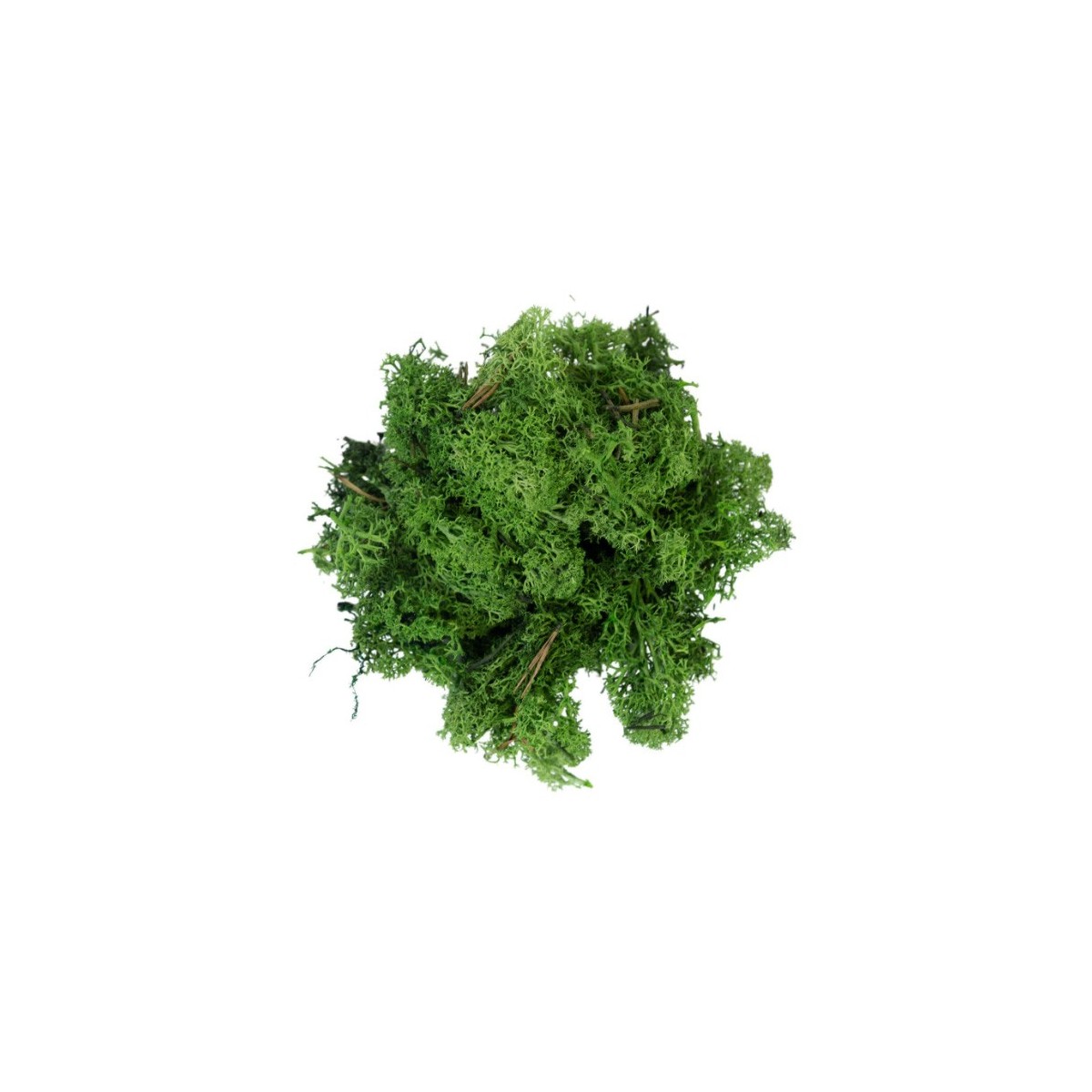 Mousse lichen vert foncé 50 g