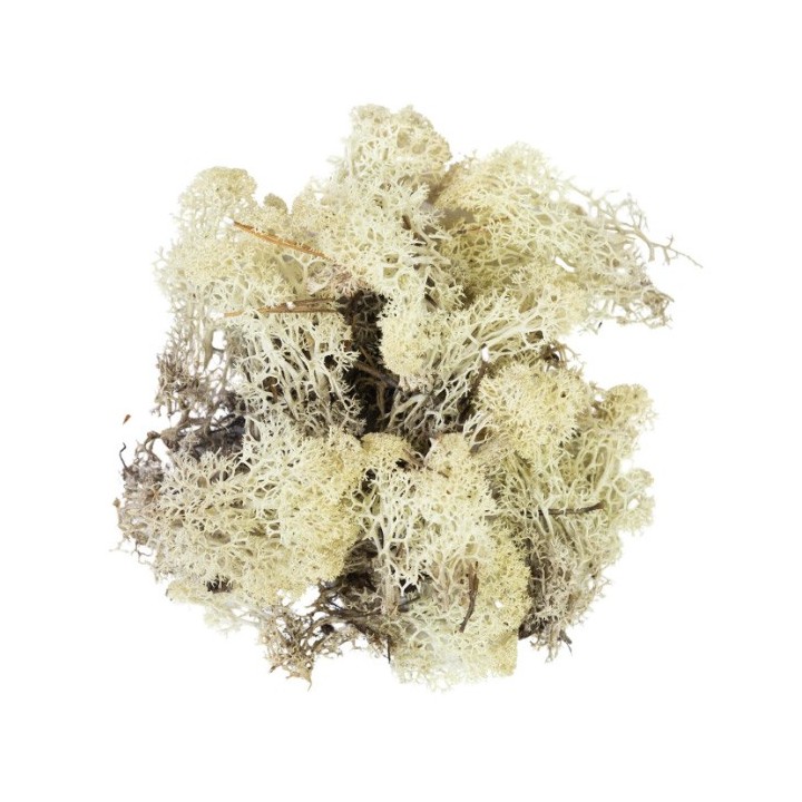 Mousse lichen naturel 50 g