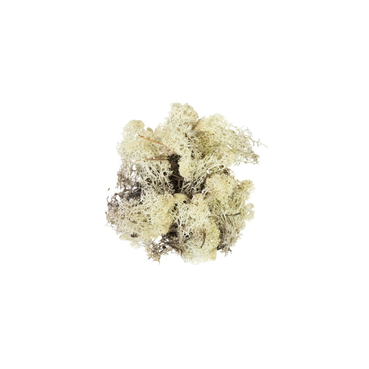 Mousse lichen naturel 50 g