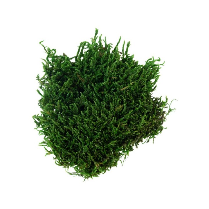 Mousse verte fine 50 g