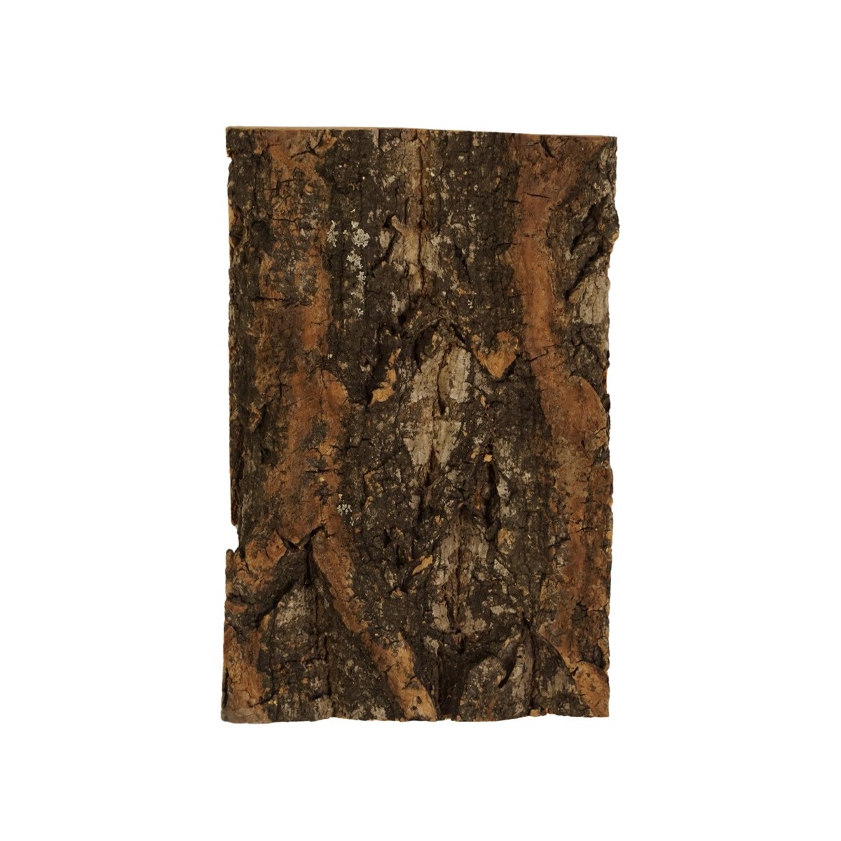 Morceau de bois avec écorce 18x12 cm